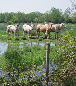 vaches dans marais